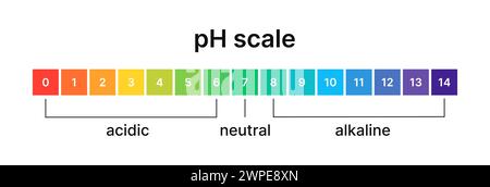 Ph level of acid and alkaline balance. Scale indicator for litmus paper test. Vector isolated infographics on white background. Stock Vector