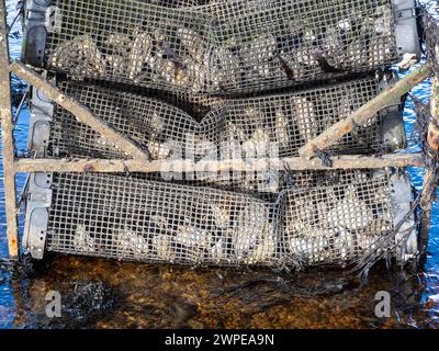 An Oyster farm in loch Gruinart on Islay, Scotland, UK Stock Photo - Alamy