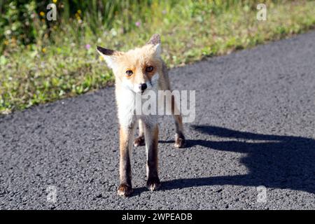 young fox stands on the country road and looks curious Stock Photo