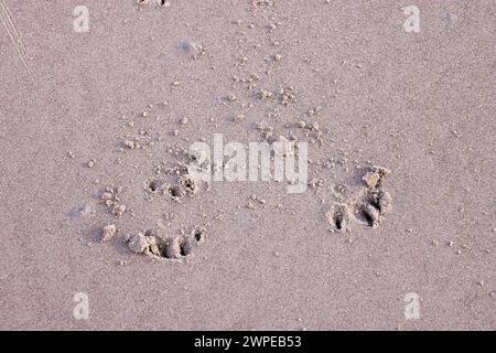 Dog footprints in the sand on Ganavan Sands by Oban. Scotland Stock Photo