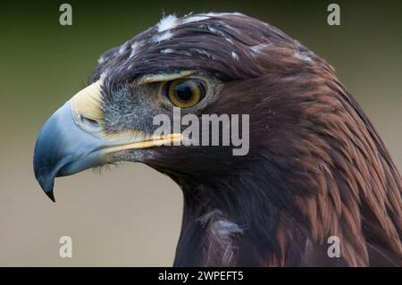 Golden Eagle close-up portrait in profile view Stock Photo