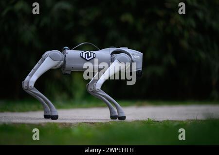 Notum Robotics Robot dog owned by Milan Rajcevic, owner and director of the company ...