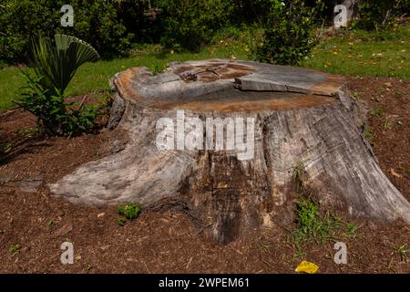 Stump on green grass in the garden. Old tree stump in the park. Stock Photo