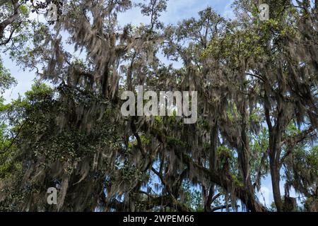 Spanish moss hanging from a tree over a blue sky in the southern United States. Stock Photo