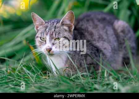 Adult Tabby Cat Resting in Green Grass. Stock Photo