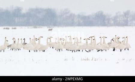 alert... Bewick's Swans ( Cygnus bewickii ), Little Swans, Tundra Swans; large group, flock sitting all together on a snow-covered field, wildlife, Ne Stock Photo