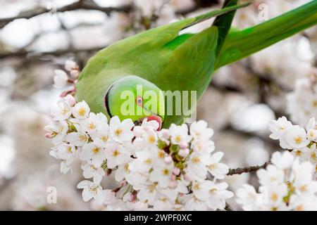 London, UK.  7 March 2024.  UK Weather – A ring-necked parakeet eats early flowering blossom in St. James’s Park.  The National Trust has said that spring blooms are flowering four weeks early due to a mild winter and warm February, a visible sign of climate change.  Credit: Stephen Chung / Alamy Live News Stock Photo