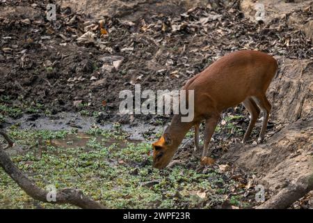 Southern Red Muntjac - Muntiacus muntjak, beatiful small forest deer from Southeast Asian forests and woodlands, Nagarahole Tiger Reserve, India. Stock Photo