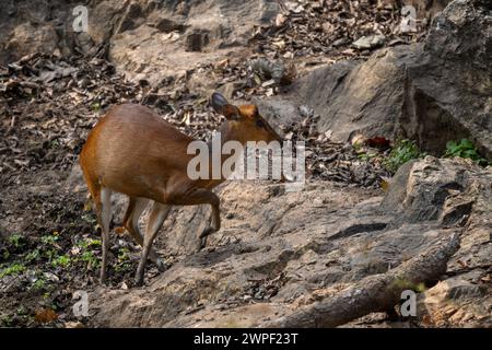 Southern Red Muntjac - Muntiacus muntjak, beatiful small forest deer from Southeast Asian forests and woodlands, Nagarahole Tiger Reserve, India. Stock Photo