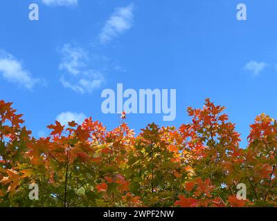 The vibrant autumn maple leaves against a clear blue sky Stock Photo