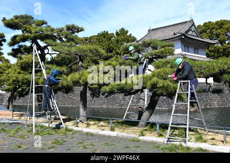 Workers on ladders trimming pine trees in Kokyo Gaien National Garden, Tokyo Imperial Palace – Chiyoda, Tokyo, Japan – 28 February 2024 Stock Photo