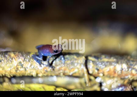 Beutiful red blue legged strawberry poison dart frog (Oophaga pumilio), Blue jeans dart frog in its natural habitat, Bocas del Toro, Panama Stock Photo