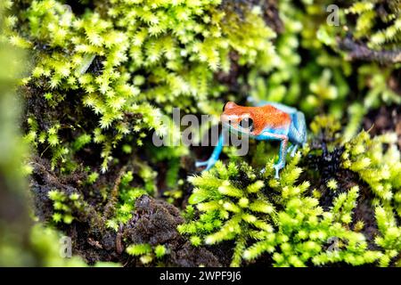 Beutiful red blue legged strawberry poison dart frog (Oophaga pumilio), Blue jeans dart frog in its natural habitat, Bocas del Toro, Panama Stock Photo