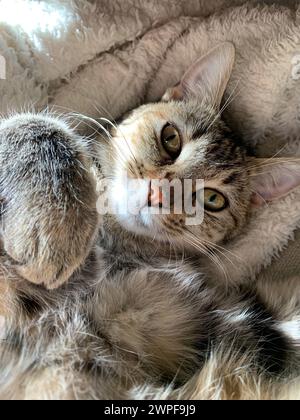 A cute cat lying on blanket, gazing upwards while resting Stock Photo