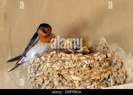 A welcome swallow (Hirundo neoxena) feeds its hungry chicks in a nest at Roaring Bay on the South Island of New Zealand. Stock Photo