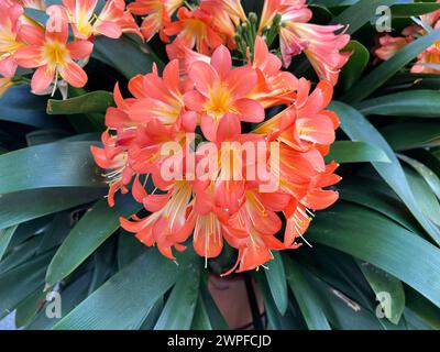 Klivie, Clivia miniata ist eine dekorative Zimmerpflanzen mit schoenen  roten Blueten. Klivia, Clivia miniata is a decorative houseplant with  beautiful Stock Photo - Alamy