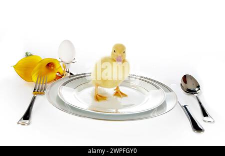 4 days old easter duckling on a breakfast table Stock Photo