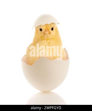 Easter image of a funny little baby chick sitting in a broken egg Stock Photo