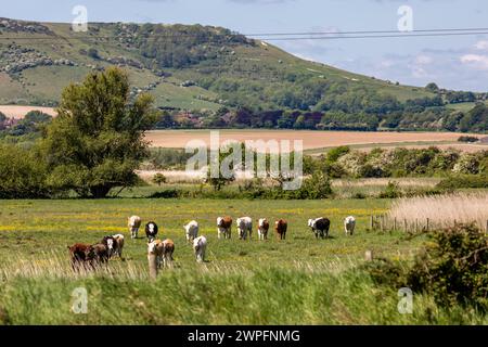 A rural Sussex view with a herd of cows walking across a field Stock Photo