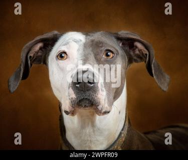 Horizontal close-up shot of the two tone face of a beautiful mixed breed adult dog on a brown background. A little of the top of his back shows. Stock Photo