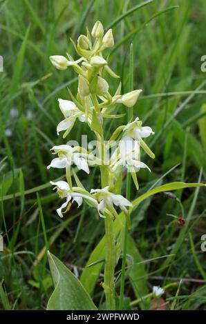 Greater Butterfly-Orchid, Platanthera chlorantha, Orchidaceae. The Greater butterfly-orchid is a tall orchid of hay meadows and grasslands. Stock Photo