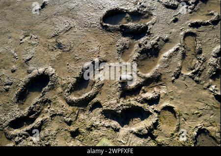 Colour shot in strong sunlight footprints in the mud. Low tide estuary, Shoreham, South coast of England Stock Photo