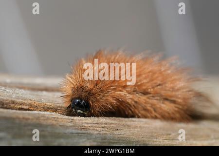 Natural closeup on the hairy caterpillar of the European, ruby, tiger moth, Phragmatobia fuliginosa Stock Photo