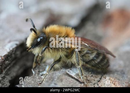 Detailed closeup on a hairy male of the Early Cellophane Bee, Colletes cunicularius sitting on wood Stock Photo