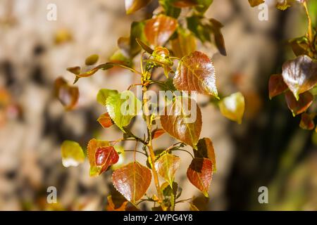 Spring and new life concept for natural design. Branch with young brown leaves of poplar tree. Populus x canadensis. Bright heart-shaped leaf of Black Stock Photo
