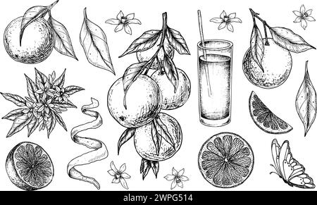 Orange Fruits set. Vector hand drawn illustration of tangerine branches with leaves and slices of citrus Fruits in black and white colors. Bundle of mandarins for food label or menu. Stock Vector