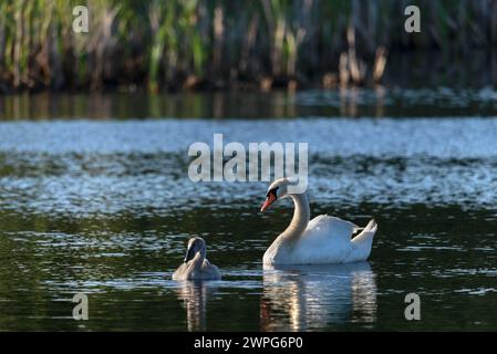 Female swan with baby swan swimming on a sunny day in a calm lake water - closeup shot with telephoto lens Stock Photo