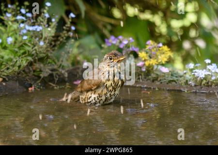 Song thrush, Turdus philomelos, bathing in garden pond with flowering plants, June. Stock Photo
