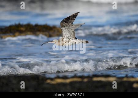 Eurasian curlew Numenius arquata, in flight over the seashore with an incoming tide, September. Stock Photo