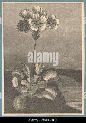 This botanical study depicts leaves in detail, illustrating the natural ...