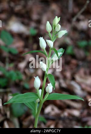 White Helleborine, Cephalanthera damasonium, Orchidaceae Stock Photo