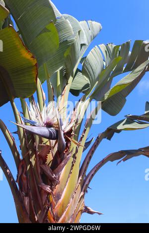 Blossom and leaves of the giant white bird of paradise or wild banana flower (Strelitzia nicolai) against blue sky Stock Photo