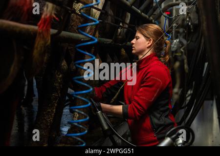 Female farm hand milking a herd of cows on a dairy farm in Timoleague, West Cork, Ireland. Stock Photo