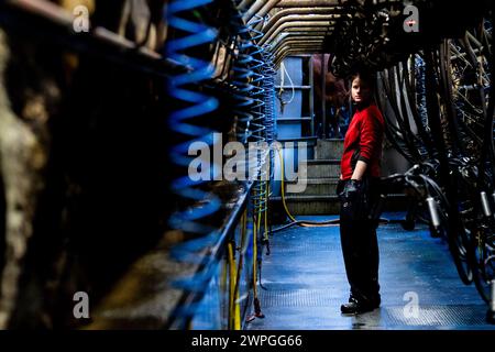 Female farm hand milking a herd of cows on a dairy farm in Timoleague, West Cork, Ireland. Stock Photo