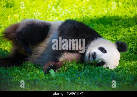 cheerful playing pandas on green lawn. Rare endangered animals protected concept. Chinese property at Berlin Zoo. cute clumsy black and white bear. tw Stock Photo