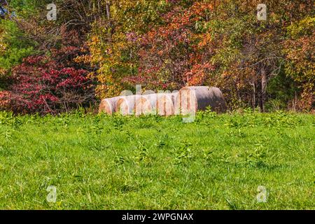 Hay bales along the Blue Ridge Parkway in Virginia. Stock Photo