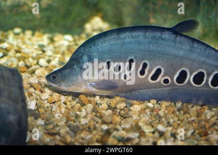 Clown Featherback (Chitala ornata) - Freshwater fish Stock Photo