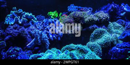 Aquarium Corals under UV Light Stock Photo