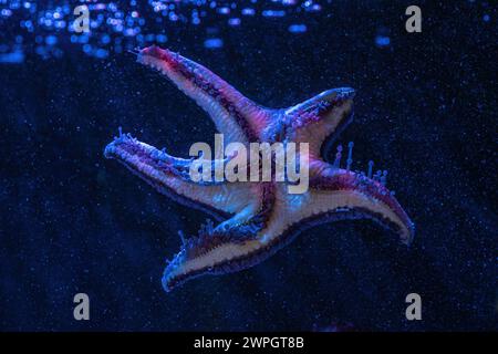 Cushion Star (Pentaceraster sp.) - Starfish Stock Photo