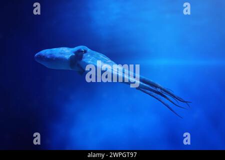 Common Octopus swimming (Octopus vulgaris) Stock Photo