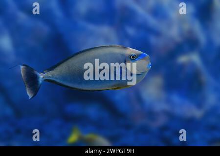 Bignose Unicornfish (Naso vlamingii) - Marine fish Stock Photo