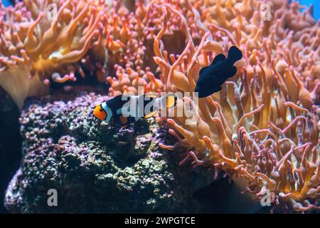 Picasso and Midnight Black Clownfish (Amphiprion percula) - Aquarium fish Stock Photo
