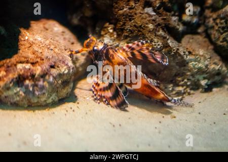 Ocellated Lionfish (Dendrochirus biocellatus) - Marine fish Stock Photo