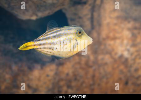 Orangespotted Filefish (Cantherhines pullus)  - Marine fish Stock Photo