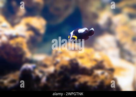 Saddleback Clownfish (Amphiprion polymnus) - Marine fish Stock Photo