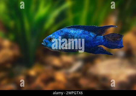 Jack Dempsey (Rocio octofasciata) - Freshwater fish Stock Photo